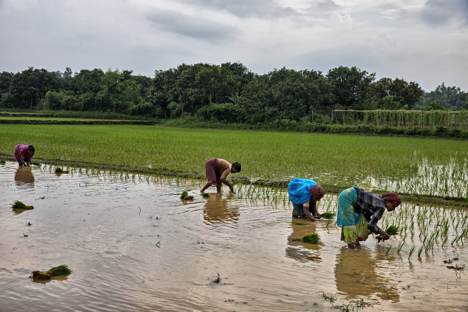 Rural houses in Bangladesh Delta