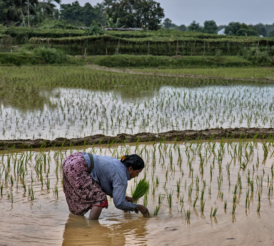 Rural houses in Bangladesh Delta