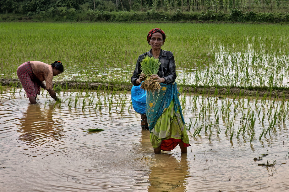 Rural houses in Bangladesh Delta