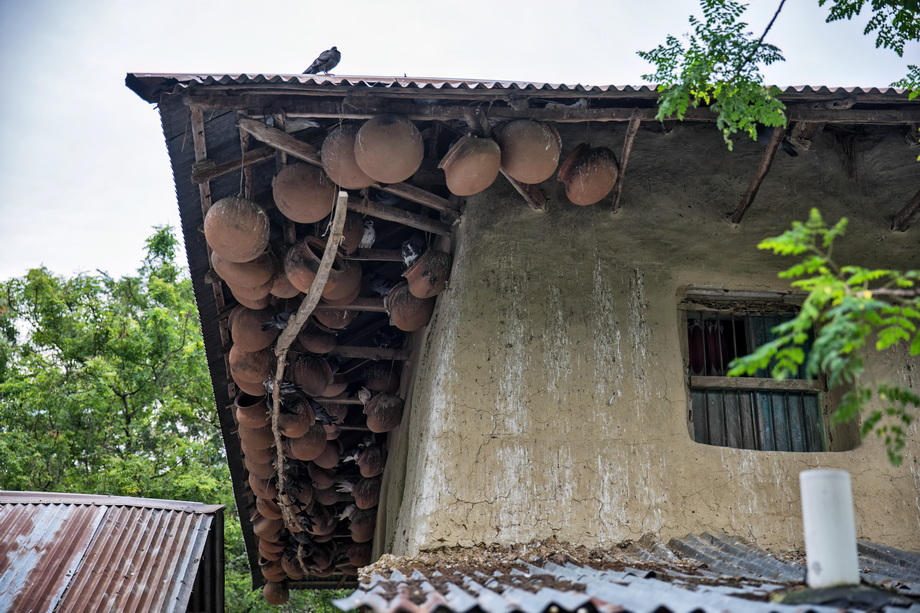 Rural houses in Bangladesh Delta