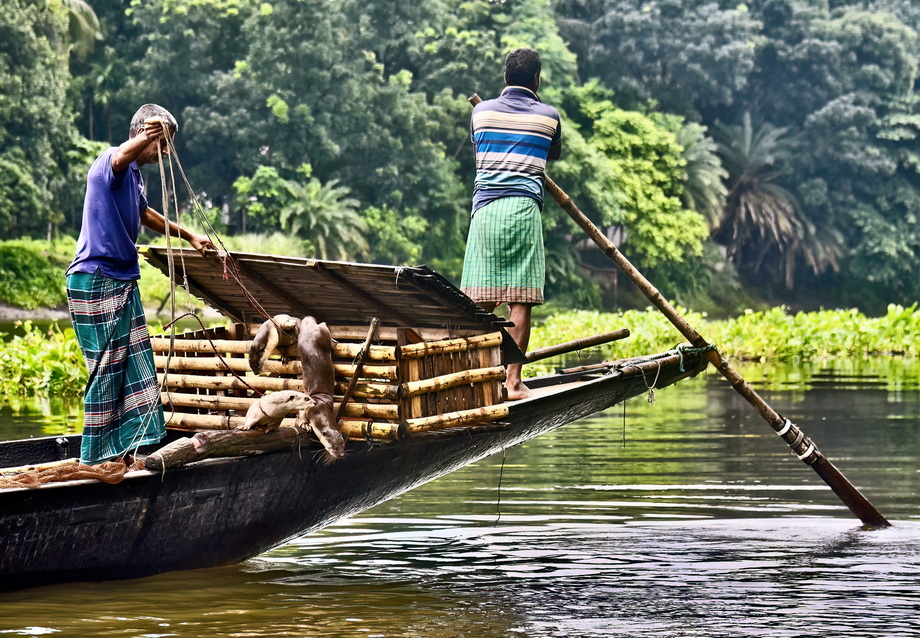 Otter Fishing in Bangladesh
