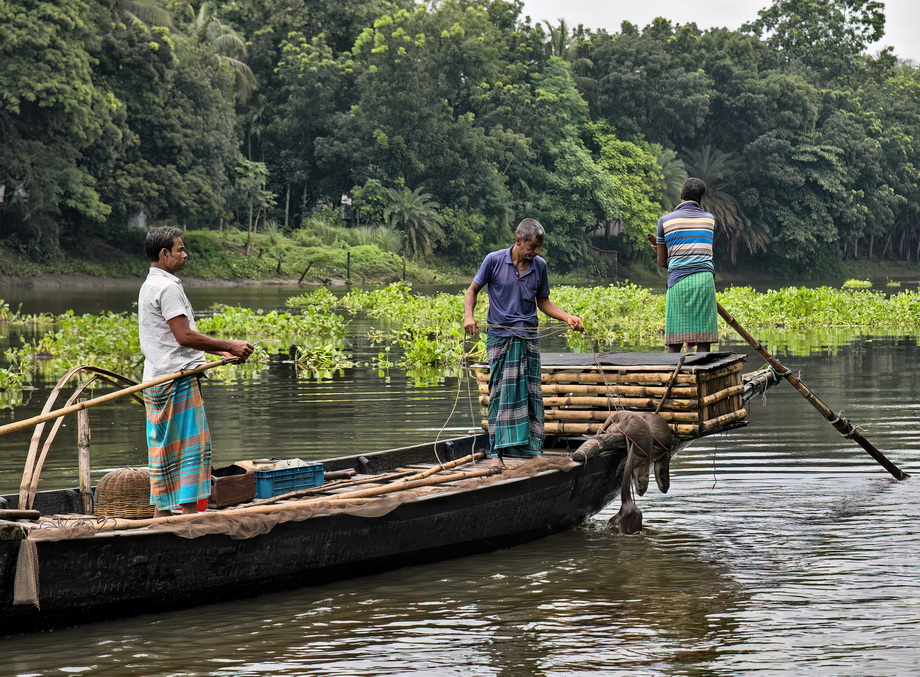 Otter Fishing in Bangladesh