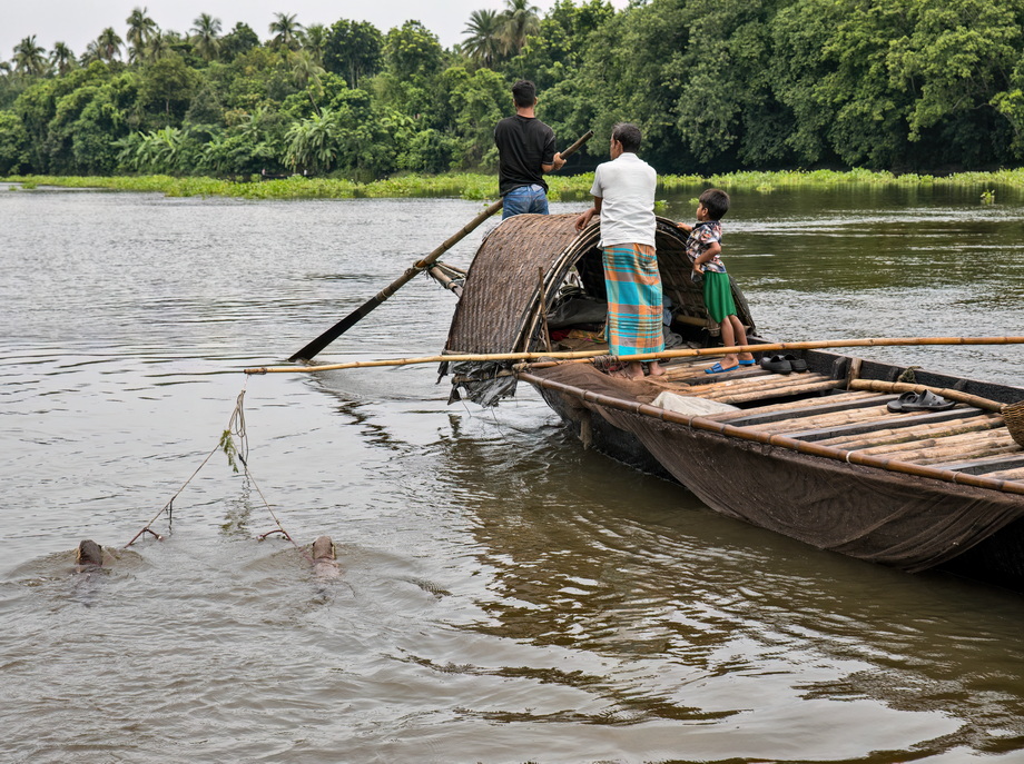 Otter Fishing in Bangladesh