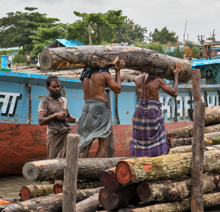 Wood exploitation in Bangladesh