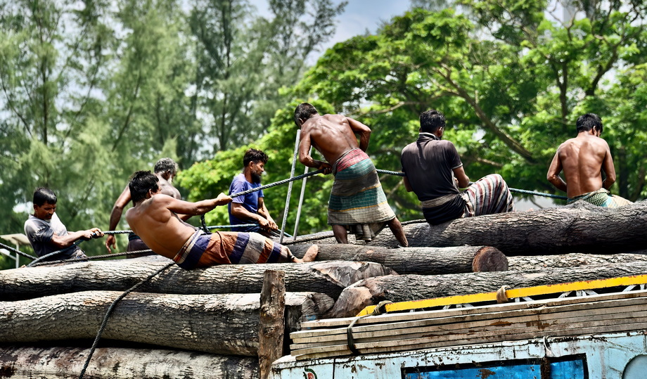 Wood exploitation in Bangladesh