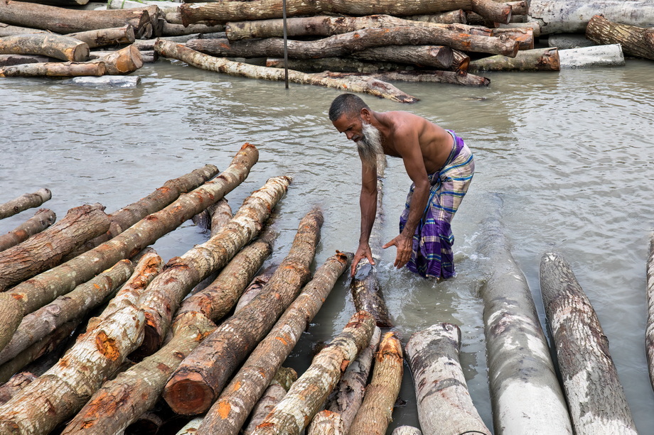 Wood exploitation in Bangladesh