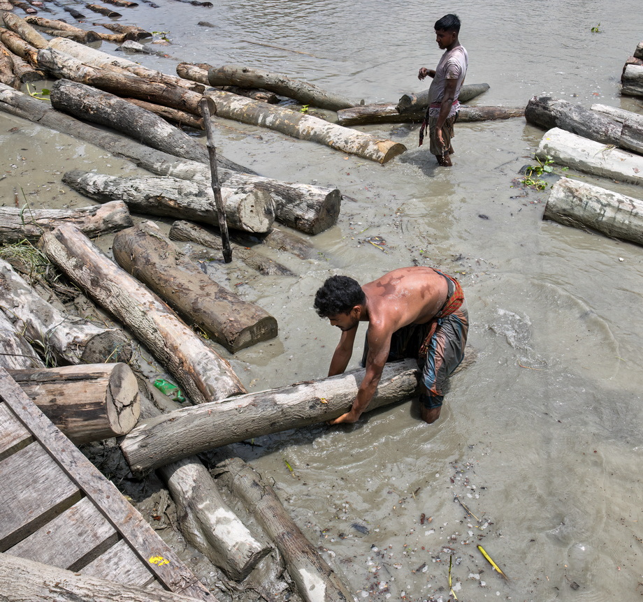 Wood exploitation in Bangladesh