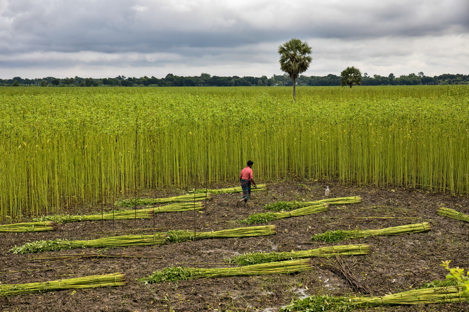 Jute harvesting and processing in Bangladesh