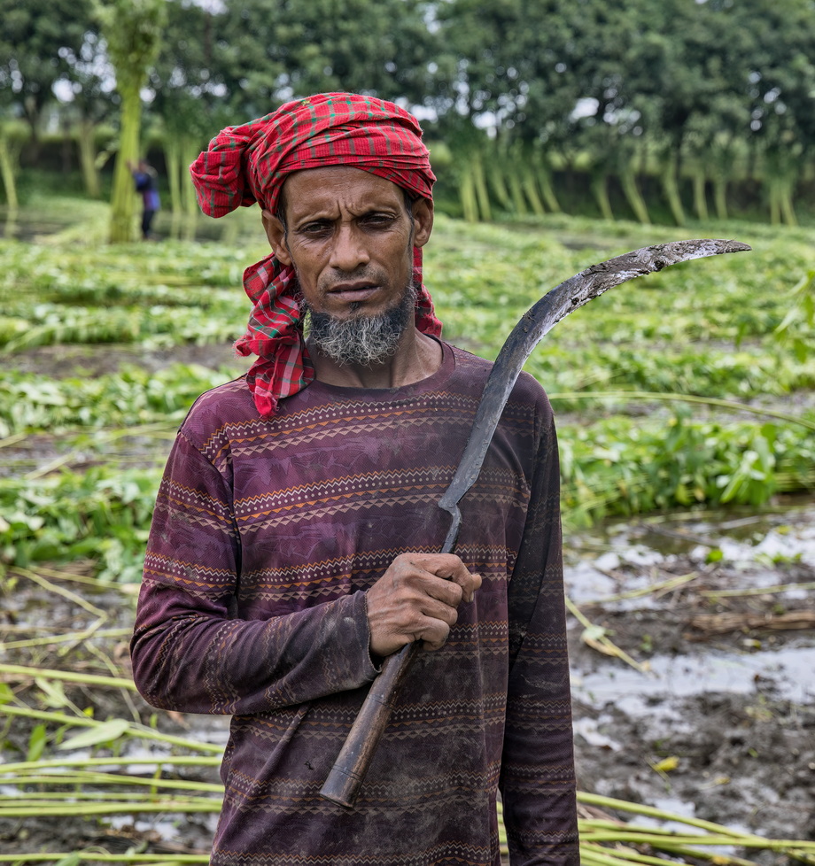 Jute harvesting and processing in Bangladesh