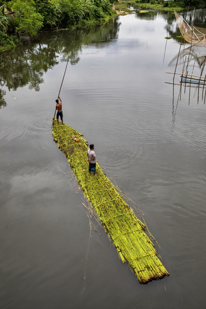 Jute harvesting and processing in Bangladesh