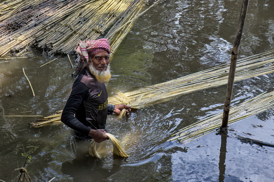 Jute harvesting and processing in Bangladesh
