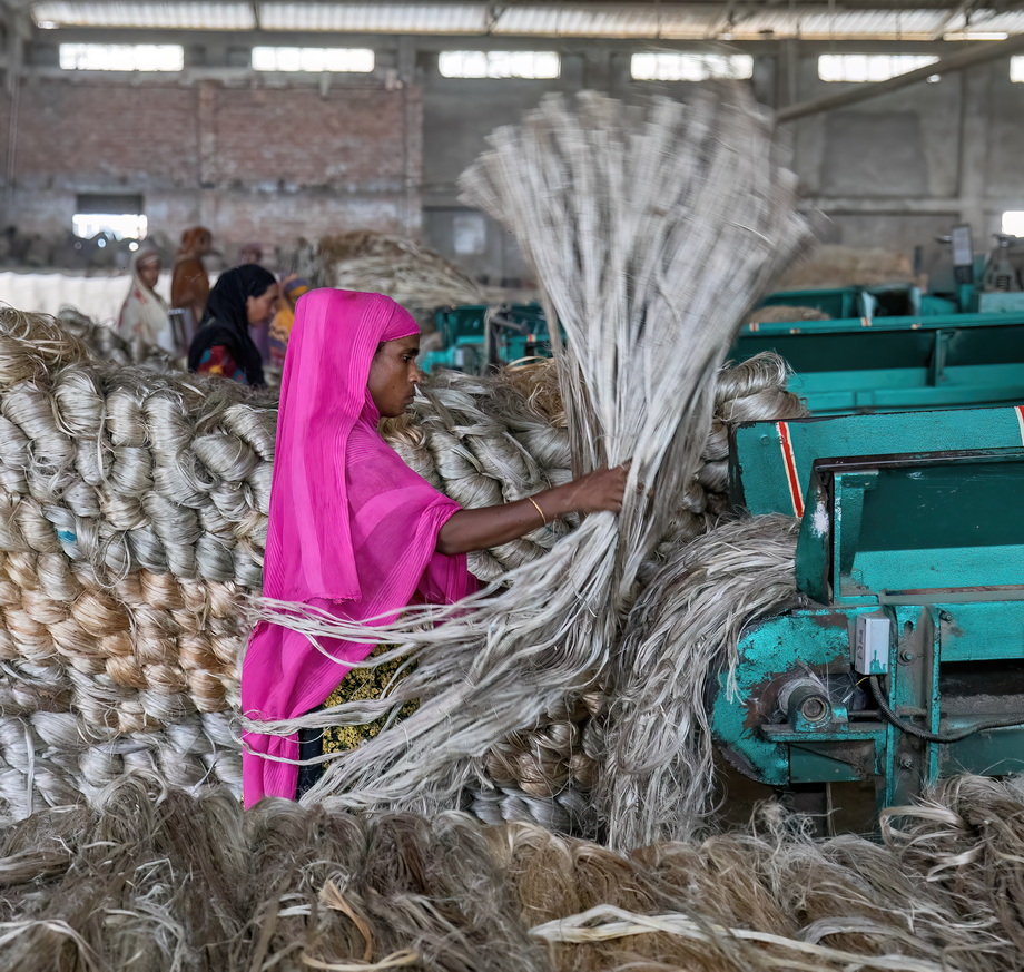 Jute harvesting and processing in Bangladesh