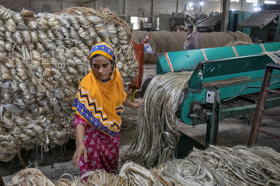 Jute harvesting and processing in Bangladesh